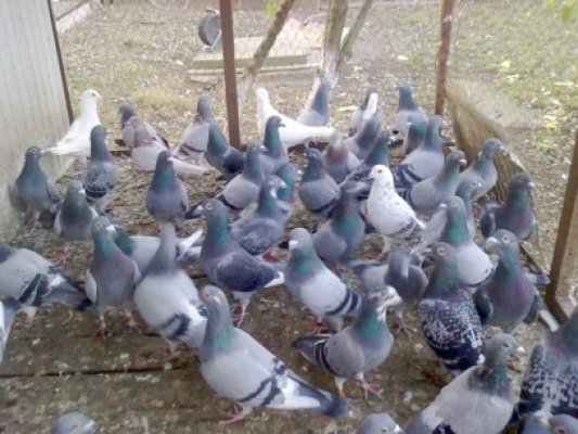 Percheziţii la indivizii suspectaţi că au furat porumbei voiajori din Germania